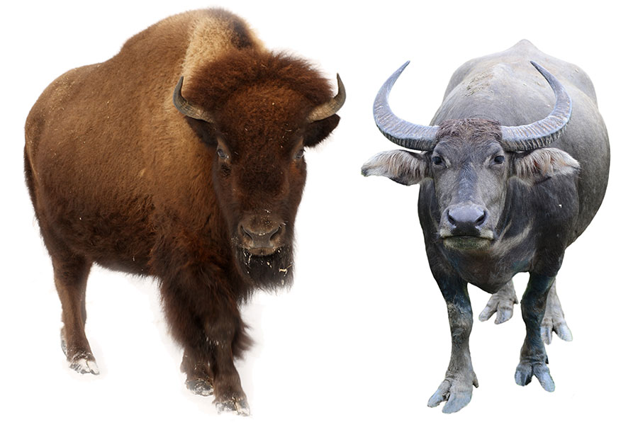 Bison or Buffalo Bison or Buffalo