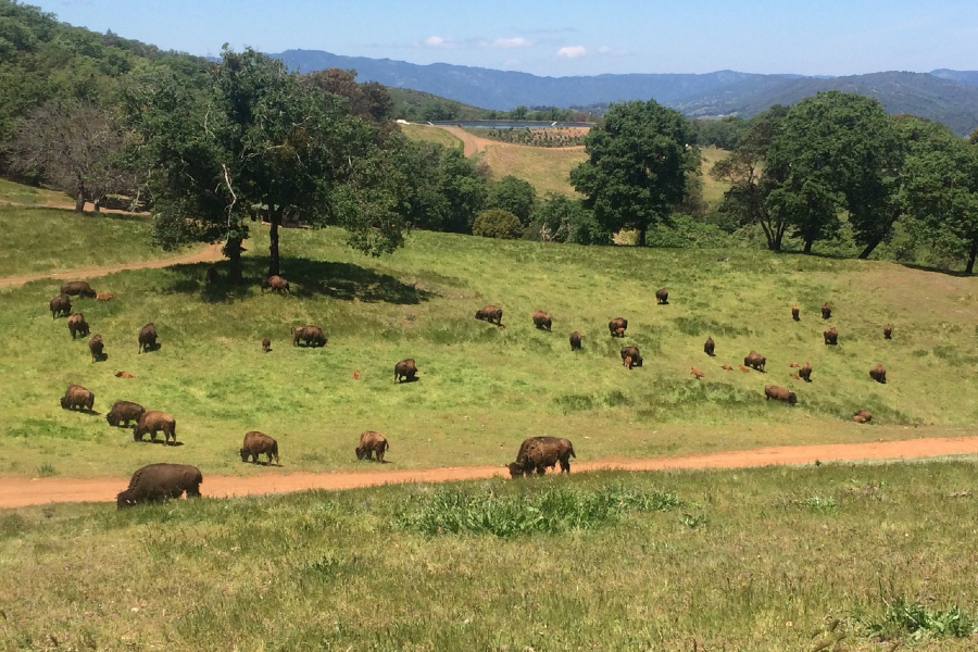Bison Industry Best feed