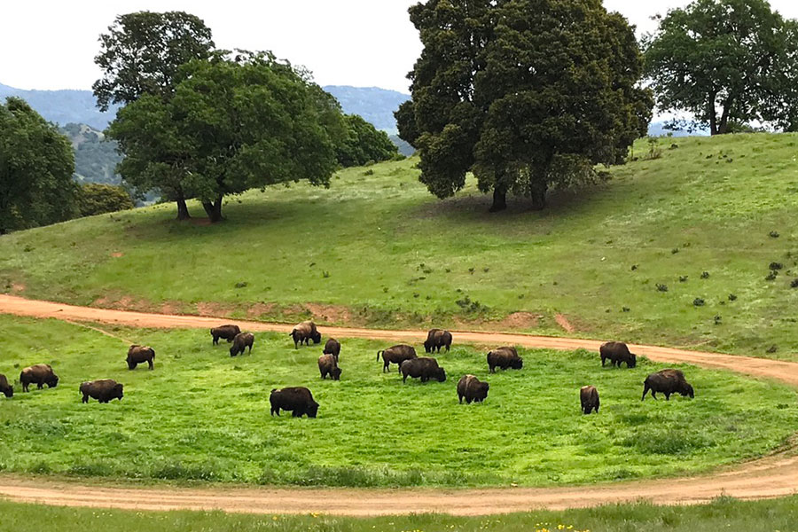 Pure Bison & Buffalo Proteins